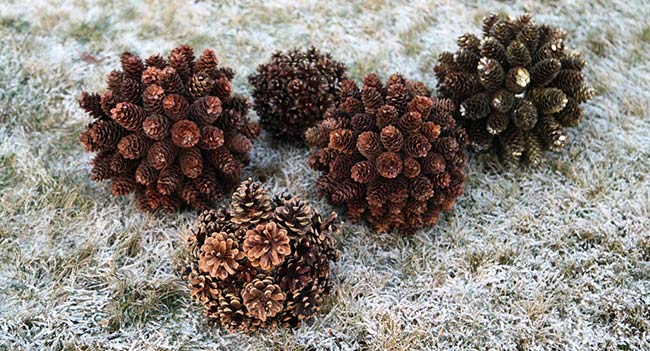 Kerucut dari pohon berdaun jarum