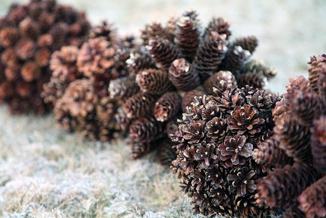 Berbagai jenis kerucut